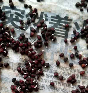 风铃仙客来种子，仙客来种子成热