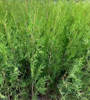 侧柏的种植价值，侧柏产地在哪