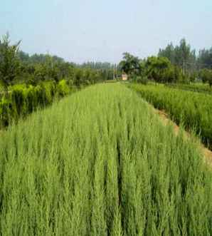 北京桧和蜀桧怎样区分，蜀桧和河南桧有哪些不同