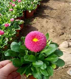 雏菊花种子，雏菊花种子室外