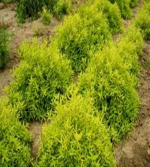 金叶莸的种植和维护，金叶莸种植方法和注意事项是什么