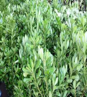 七里香是什么植物，七里香植物长什么样