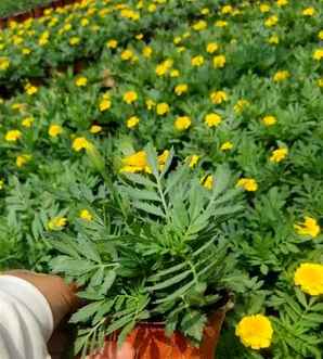孔雀草和万寿菊是一种花吗