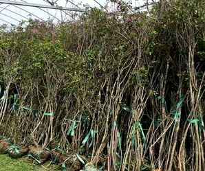 小叶丁香的育苗栽培管理技术，丛生丁香的栽培、繁殖和病虫防治