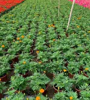 孔雀草和万寿菊是一种花吗