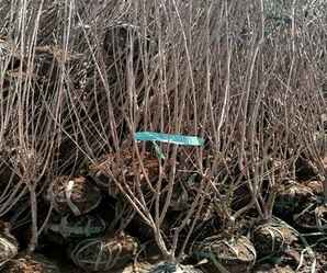 小叶丁香的育苗栽培管理技术，丛生丁香的栽培、繁殖和病虫防治
