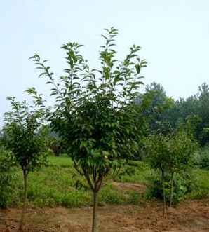 福建山樱花苗木出售，福建山樱花