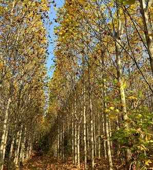 北美鹅掌楸基地在哪里，北美鹅掌楸基地