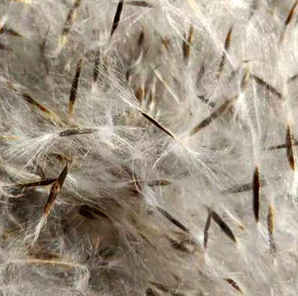 楸树种子育苗技术，楸树如何育苗视频