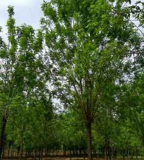 白蜡树苗基地，速生白蜡树苗培育基地