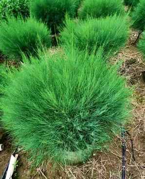 野生麻黄是保护植物吗，木麻黄是保护植物