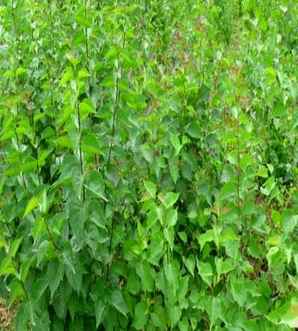 暴马丁香种植基地，桑黄暴马丁香介绍