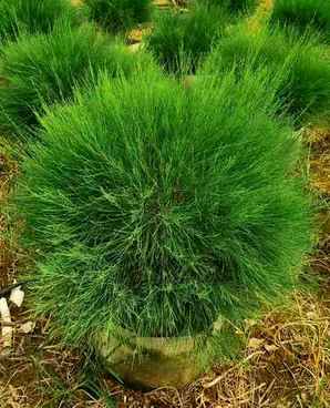 野生麻黄是保护植物吗，木麻黄是保护植物
