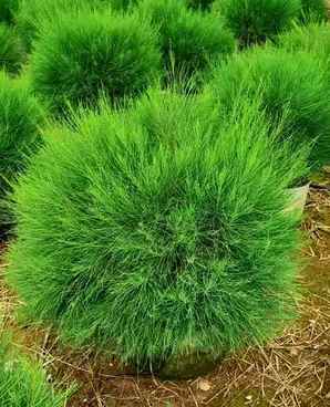 野生麻黄是保护植物吗，木麻黄是保护植物