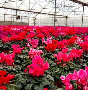 仙客来种植管理的方法有哪些，仙客来种子种植