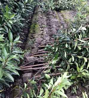 法国冬青，法国冬青的正确种植方法