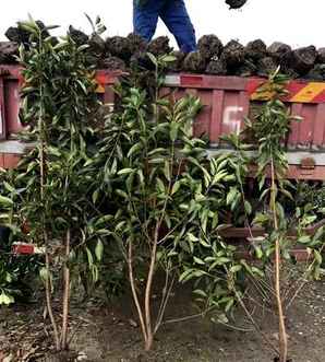 法国冬青，法国冬青的正确种植方法