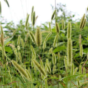 狗尾草种子千粒重，狗尾草种子种植方法