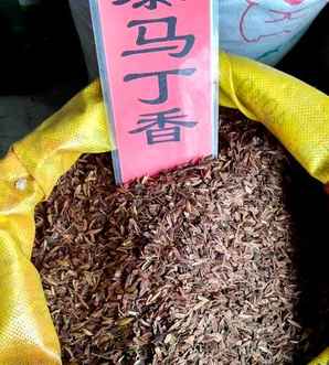 四川绵阳鱼腥草种子基地，绵阳哪里有花种子