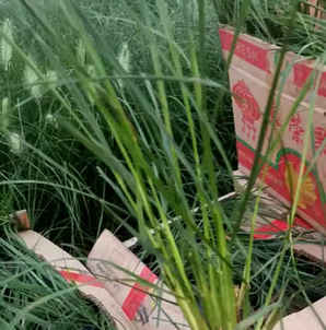 狗尾草种子千粒重，狗尾草种子种植方法