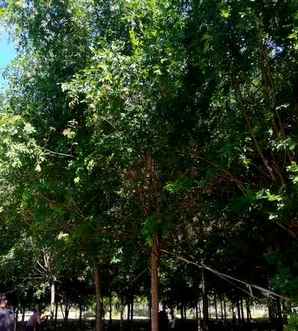 皂角树种植要距离房子多远，皂角树种植方法和注意事项