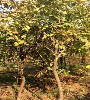 独杆连翘，独杆连翘基地