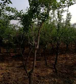 独杆连翘，独杆连翘基地