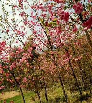 冬樱花，冬樱花和春樱花的区别