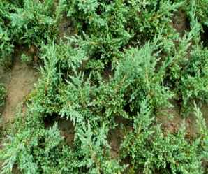 广西小盆沙地柏种植基地，沙地柏的种植价值