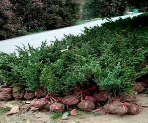 广西小盆沙地柏种植基地，沙地柏的种植价值