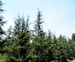 雪松赤峰可以种植吗，雪松的种植方法及规模