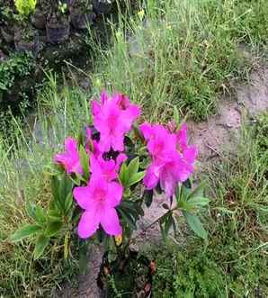 夏鹃是什么，夏鹃是什么植物