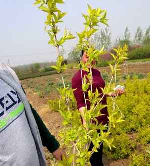 五彩锦带树的花语，金叶锦带树的花语