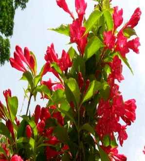 五彩锦带树的花语，金叶锦带树的花语