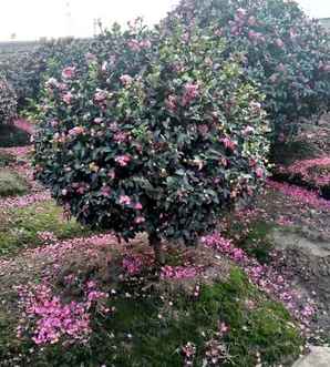 茶梅球是什么花，茶花球和茶梅球区别图片大全