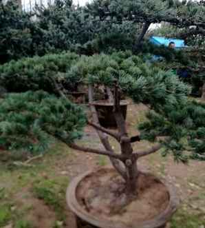 五针松的秋季正确浇水方法，五针松养护方法