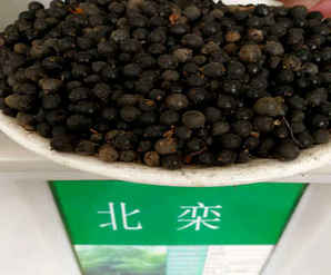 栾树种子播种方法，北京栾树种子