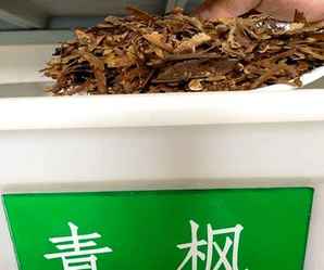 青枫种子成熟，青枫种子