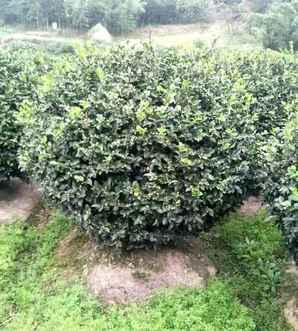 茶梅球什么时候开花？，哪些茶梅在冬天开花