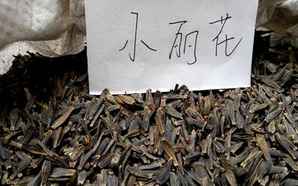 小丽花种子怎么种，小丽花种子怎么收集