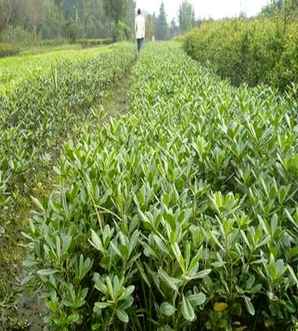 海桐苗种植技术与管理，海桐苗种植技术