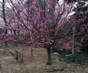 广汉园林是沭阳的梅花种植基地