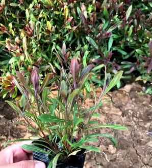 山桃草有毒吗？，紫叶山桃草有毒吗
