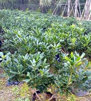 海桐苗怎样种植的，海桐苗怎么区分好坏
