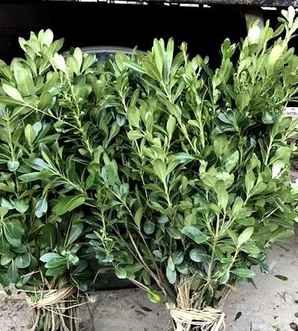 海桐苗怎样种植的，海桐苗怎么区分好坏