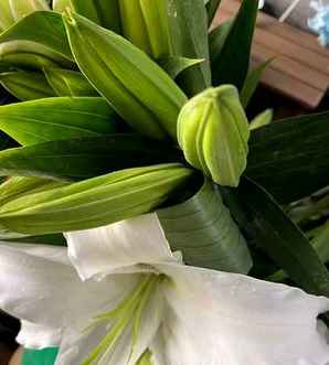 百合花种子的种植方法，百合花种子的种植方法