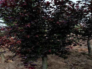 北方能种植的美人梅，广汉园林介绍美人梅的种植方法