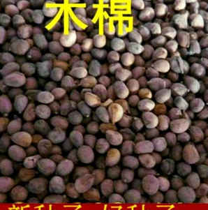 木棉花种子，木棉花种子价格