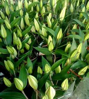 香水百合基地视频，2019年香水百合种植基地视频