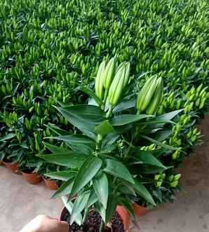 香水百合基地视频，2019年香水百合种植基地视频